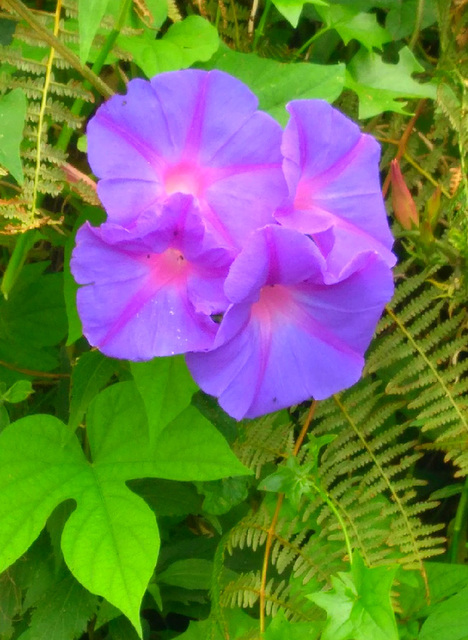 Ypomée ou gros liseron (fleurs de l'Ile de La Réunion)*********