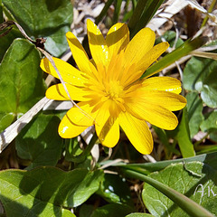 Scharbockskraut (Ficaria verna, Syn.: Ranunculus ficaria L.)