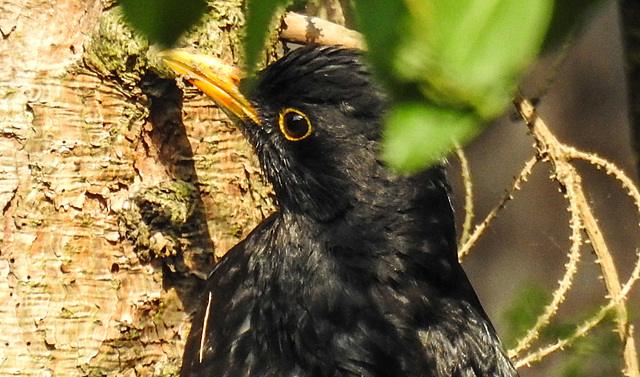 20220514 0925CPw [D~LIP] Amsel, Bad Salzuflen