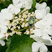 Gemeiner Schneball (Viburnum opulus) und Rosenkäfer (Cetoniinae)