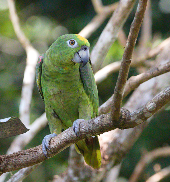 EF7A7243 Parrot