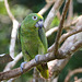 EF7A7243 Parrot