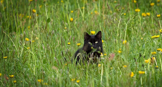 Ich hab dich genau im Blick :))  I'm keeping an eye on you :))  Je te surveille :))