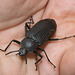 IMG 2179 Beetle-1