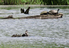 Wood duck family visiting turtles