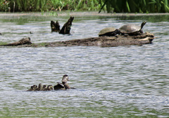 Wood duck family visiting turtles