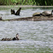 Wood duck family visiting turtles