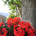 Géranium en Corse - 2014