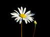 Marguerite [EXPLORER]