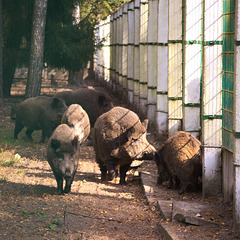 Die Wildschweine im Białowieża-Urwald