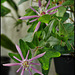 Passiflora sanguinea (1)
