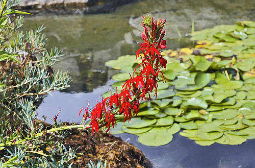 Cardinal Flower – Alpine Garden, Botanical Garden, Montréal, Québec