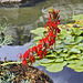 Cardinal Flower – Alpine Garden, Botanical Garden, Montréal, Québec