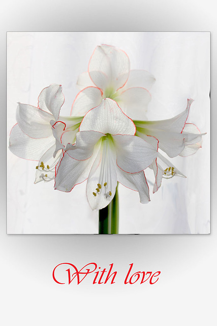 White Amaryllis With love