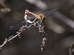 Common Darter wheel (Sympetrum striolatum) DSB 1713