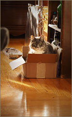 Cat, box, bottle of Dock. . .