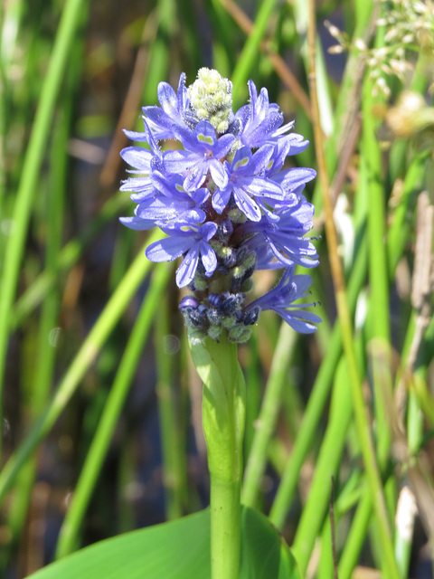 Pontederia cordata