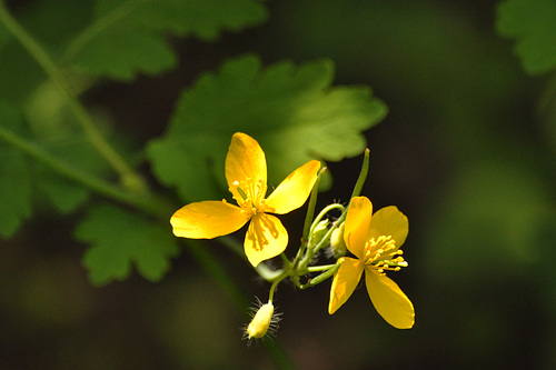 may home celandine DSC 4299