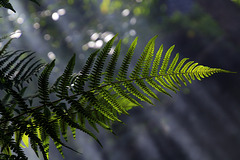 Verte fougère en sous-bois