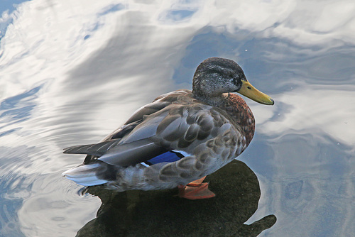 Wading in the clouds