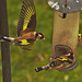 Goldfinches