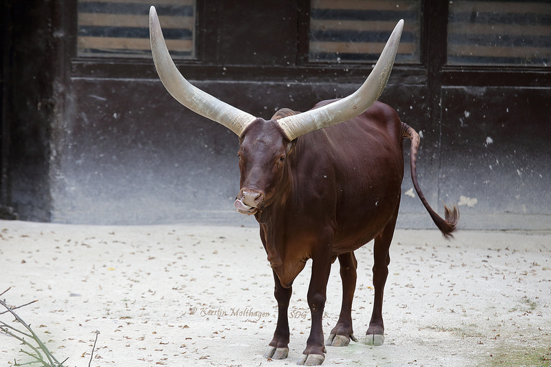 Watussi-Kuh (Zoo Karlsruhe)