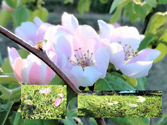 Flowers in my walk through the farm