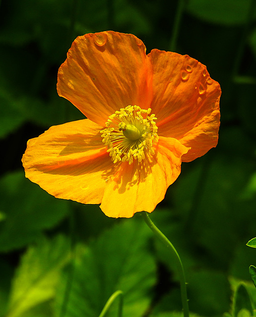 20210604 0363CPw [D~LIP] Kambrischer Scheinmohn (Papaver cambricum), Bad Salzuflen