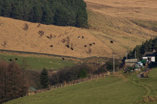 Lapwings back in Longdendale