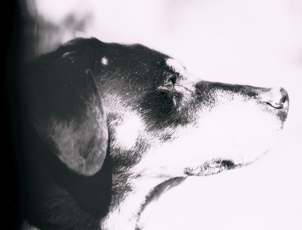 Benny, Studie