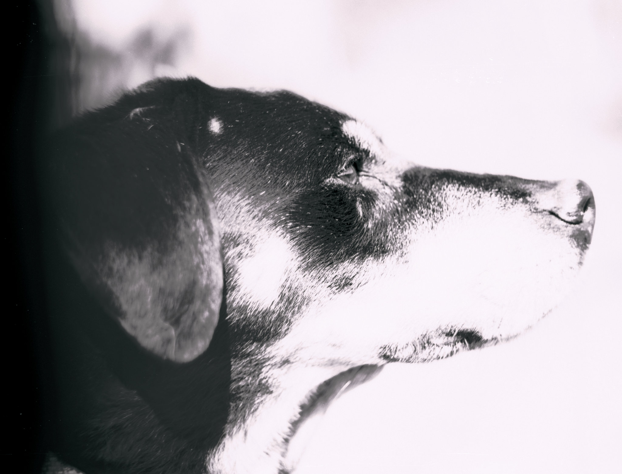 Benny, Studie