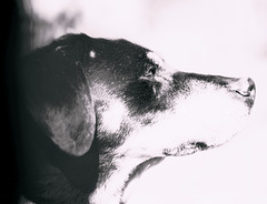 Benny, Studie