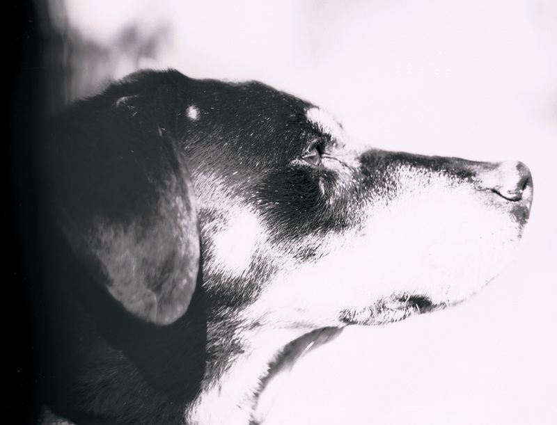 Benny, Studie