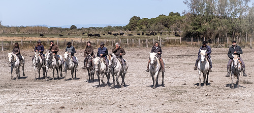 Camargue - manade Raynaud