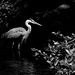 heron