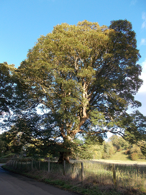 mcc[25] - plane tree