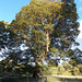 mcc[25] - plane tree
