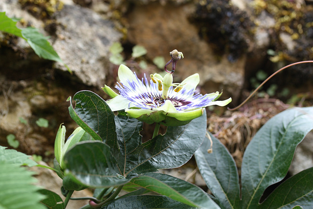 ma première fleur de la passion