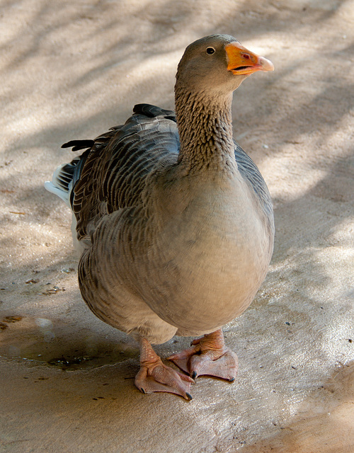 Duck at the Tallahassee Museum