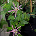 Passiflora sanguinea (2)