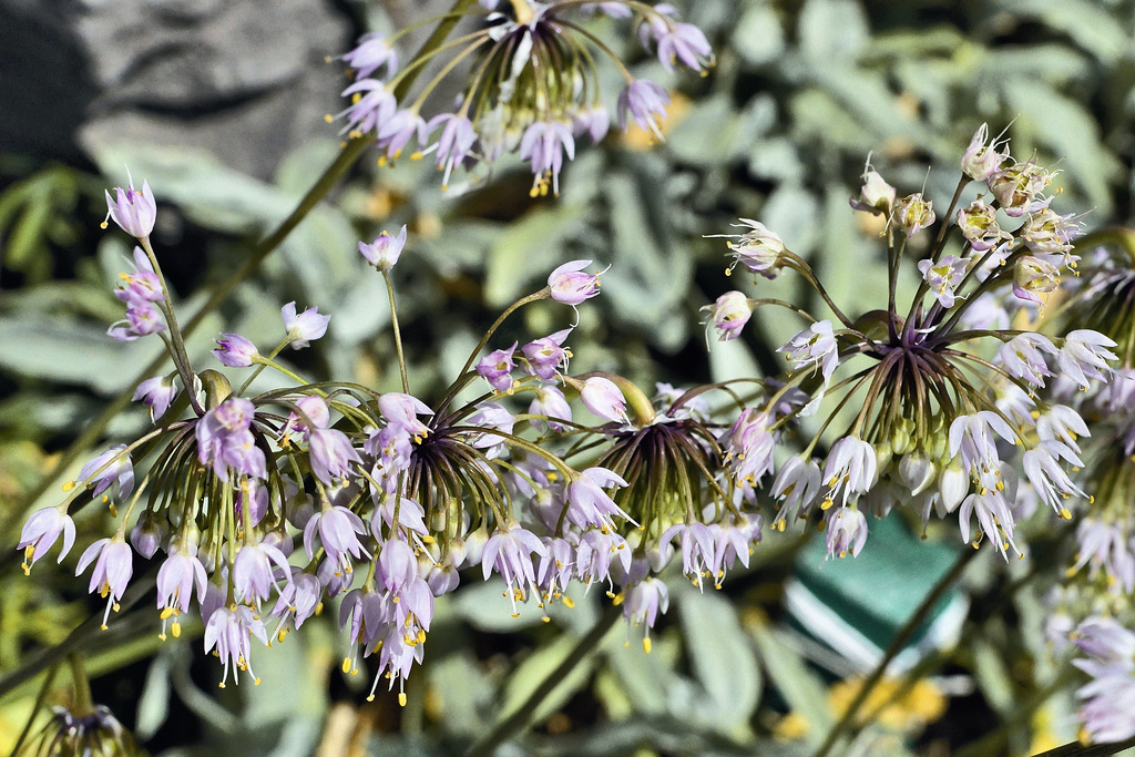 Hosta – Alpine Garden, Botanical Garden, Montréal, Québec