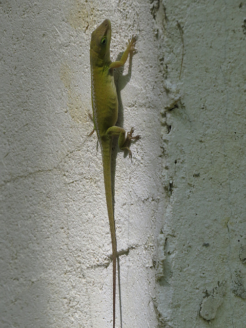 Carolina anole (Anolis carolinensis)