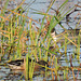 Northern Pintail