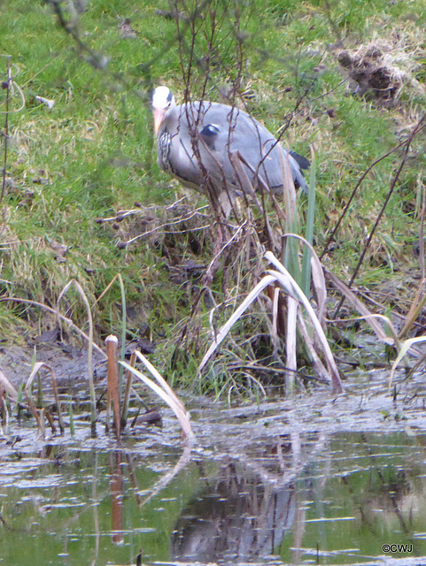 "Our" Great Blue Heron hunting newts for its supper this evening