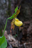 Cypripedium parviflorum var parviflorum (Small Yellow Lady's-slipper orchid)