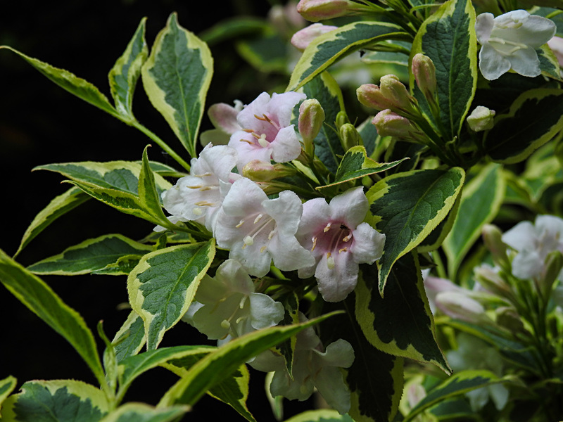 20210604 0365CPw [D~LIP] Glockenstrauch (Weigela florida 'Nana Venigata'), Bad Salzuflen