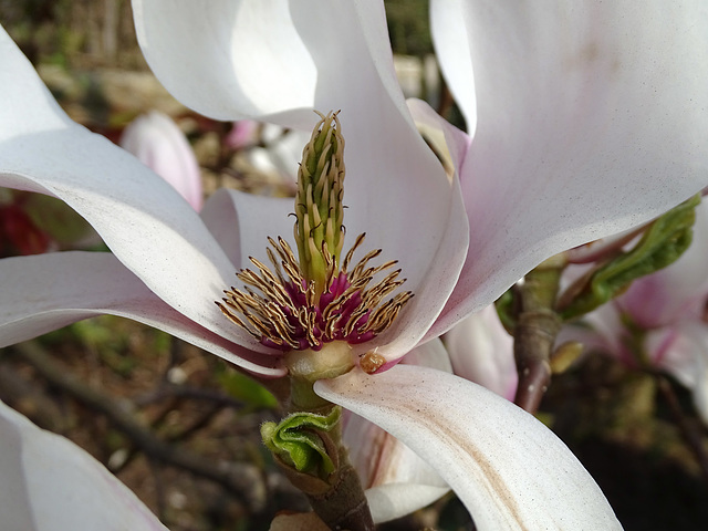 Magnolia soulangeana