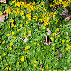 Scharbockskraut (Ficaria verna, Syn.: Ranunculus ficaria L.) + Forsythie