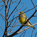 les oiseaux de mon jardin