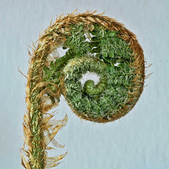 Fiddlehead fern